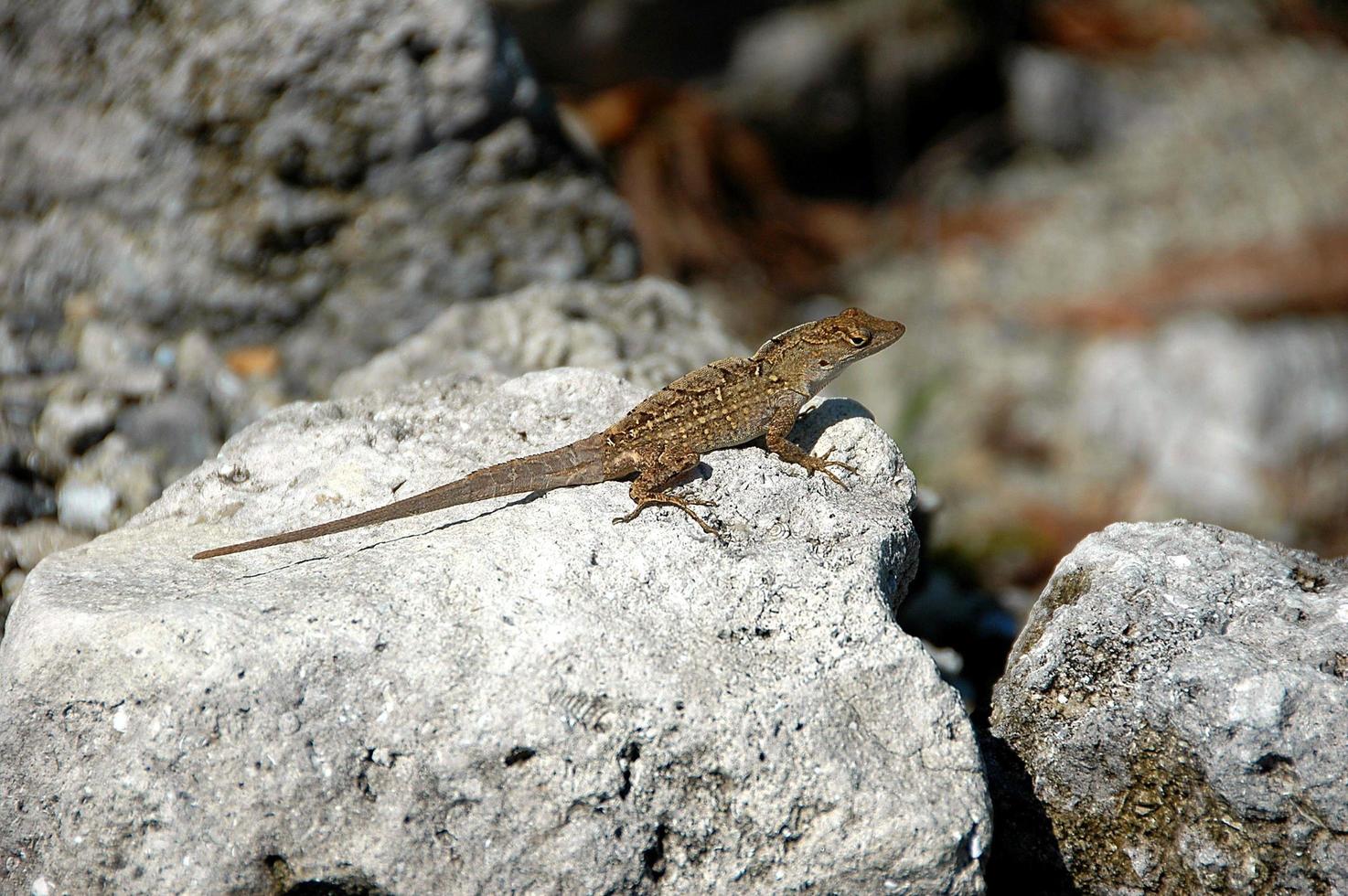 lagarto em uma rocha foto