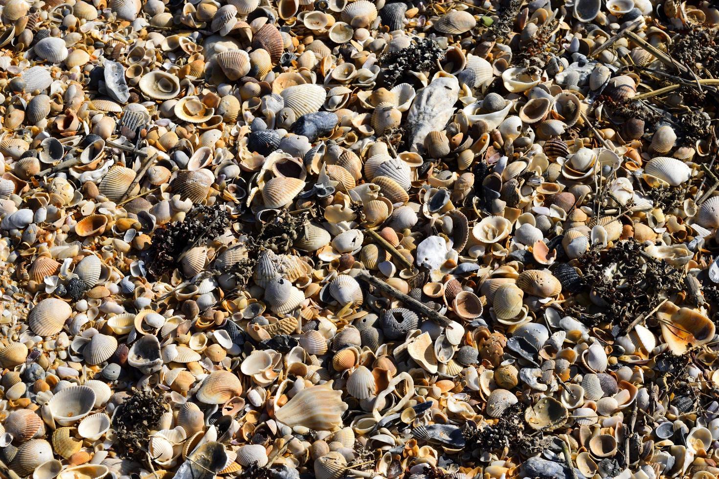 fundo de conchas de praia foto