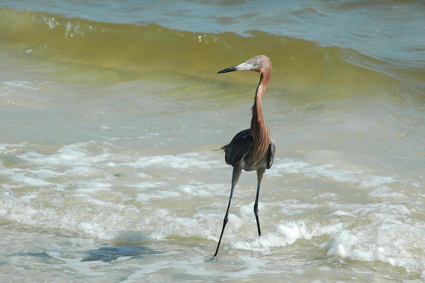 garça vermelha no oceano foto