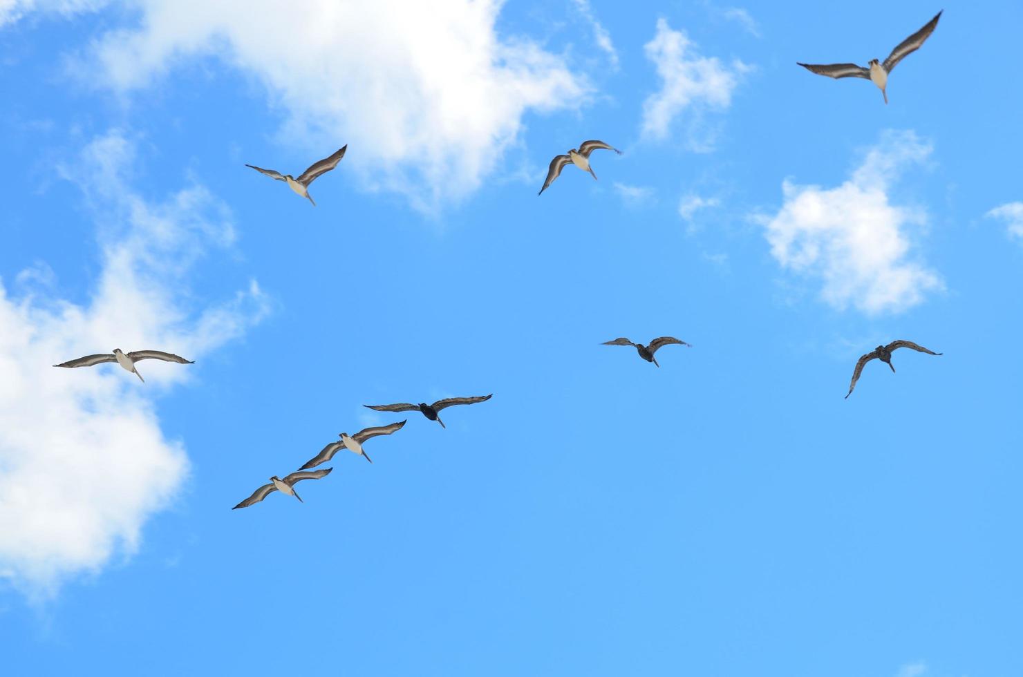 gaivotas voando na florida foto