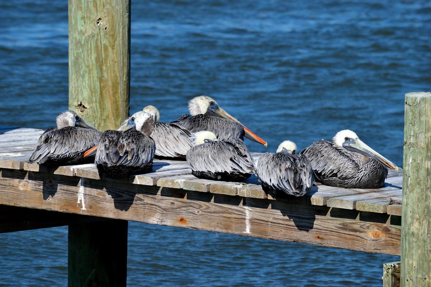 pelicanos em um píer de madeira foto