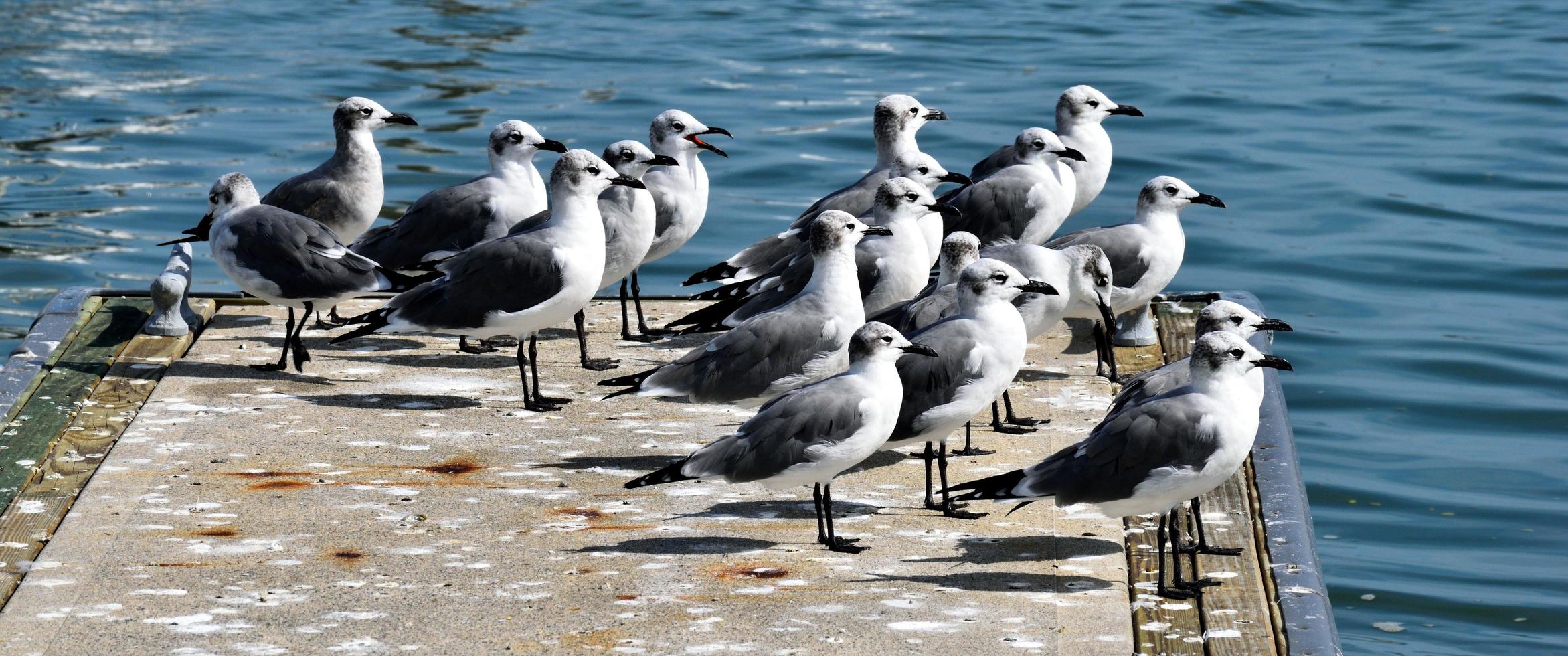 gaivotas na água foto