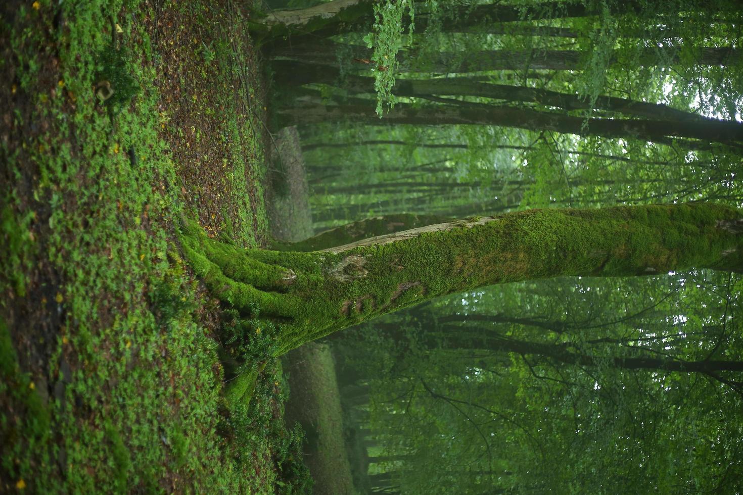 uma velha árvore coberta por musgo foto