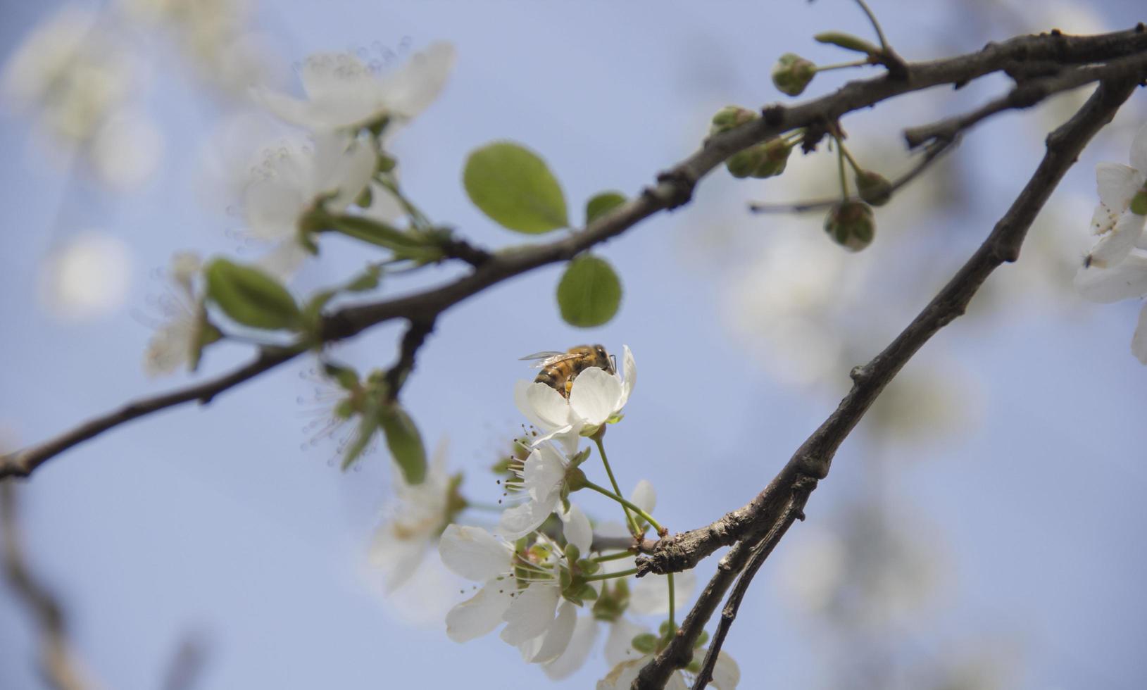 abelha na primavera foto