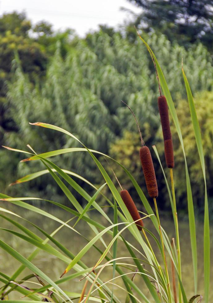 planta taboa em um pântano foto