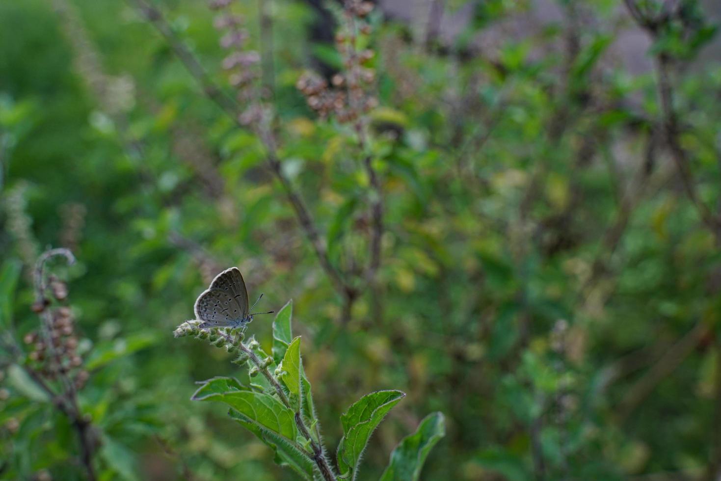 uma pequena borboleta empoleirada em um canteiro de flores e foi ferida por uma asa quebrada. foto