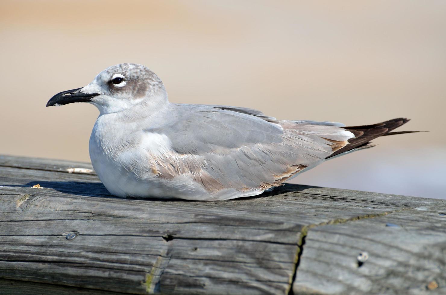 gaivota no cais foto