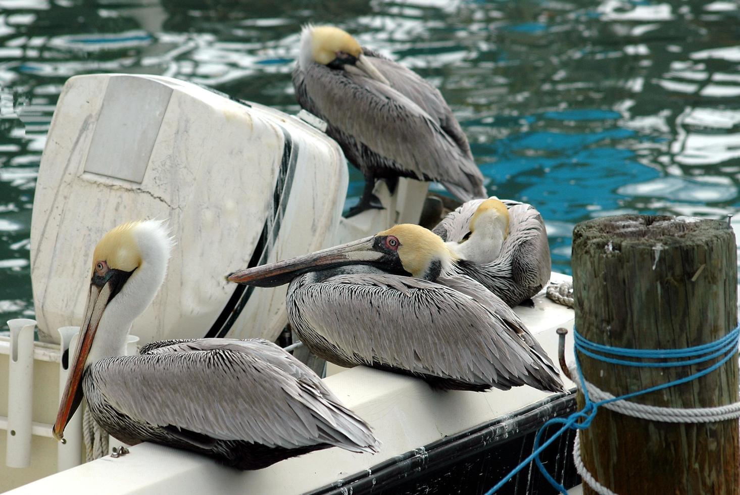 pelicanos marrons descansando foto