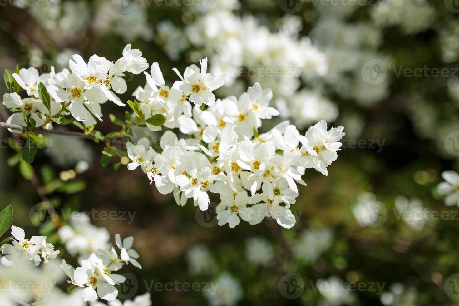 ramos de macro de flor de cerejeira florescendo com foco suave no céu suave foto