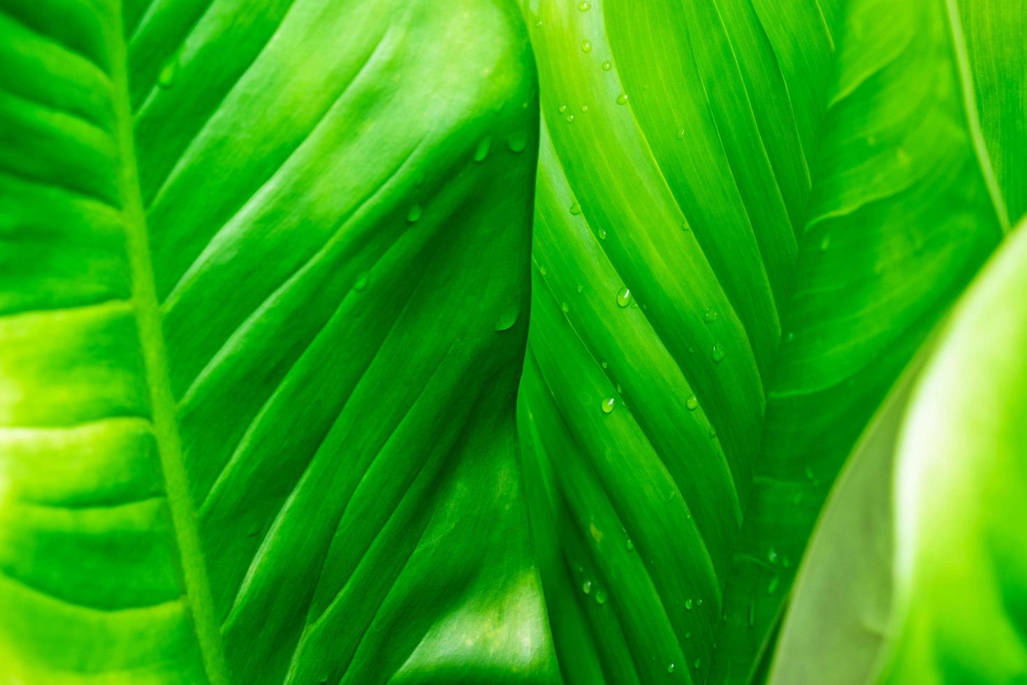 fundo de folha verde com gotas de chuva foto