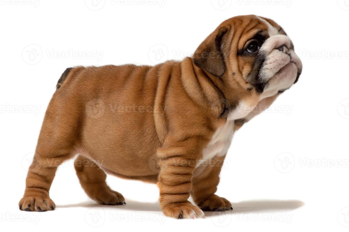 filhote de cachorro fofo - filhote de bulldog inglês de seis semanas olhando para o espectador foto