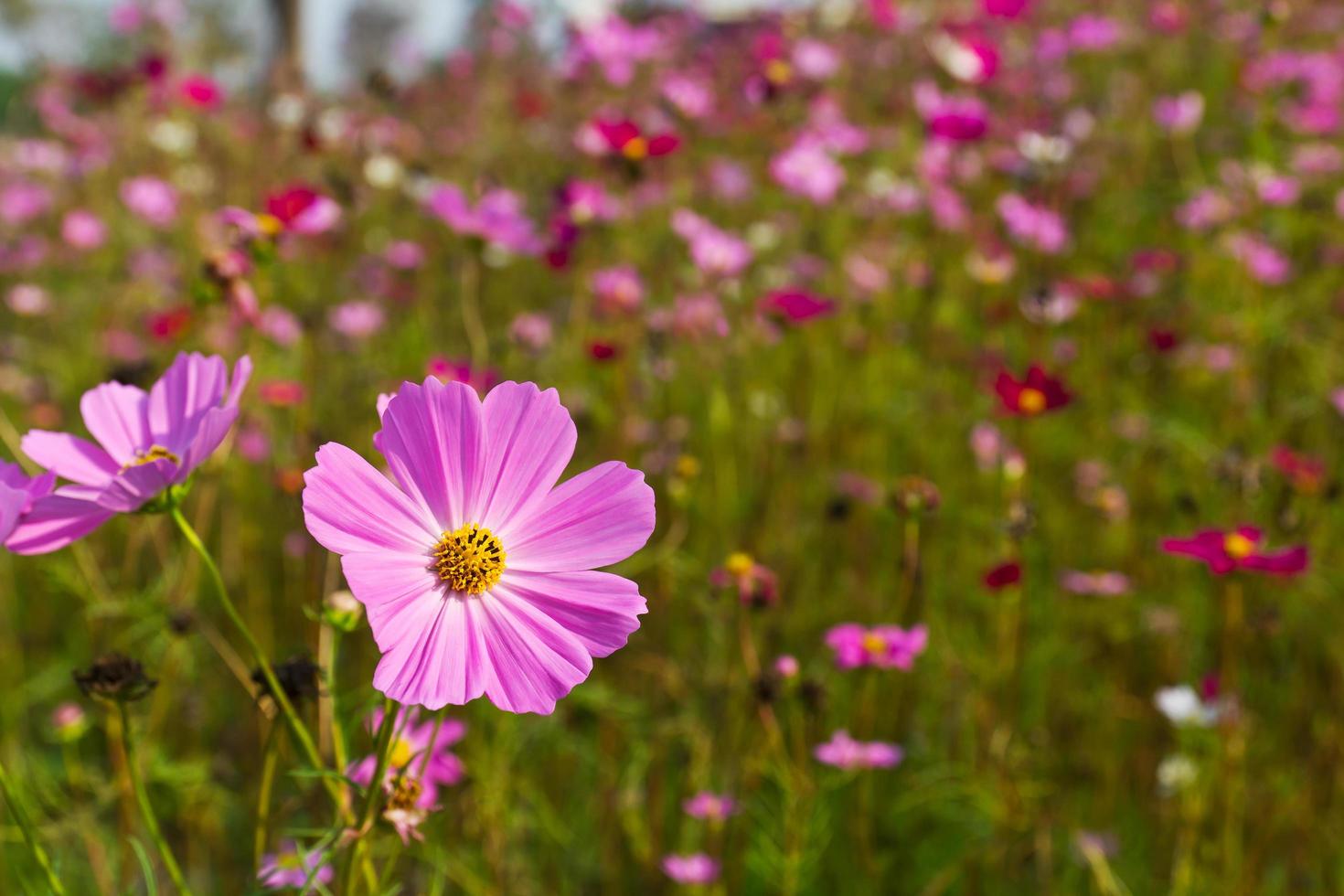 rosa cosmos flores foto