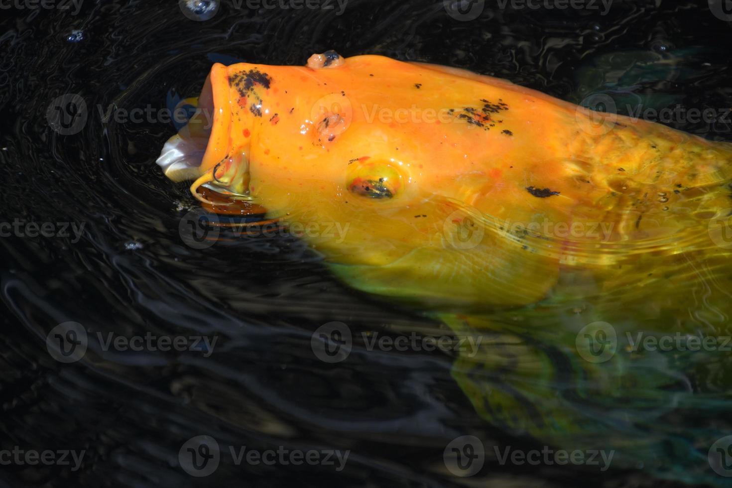 peixe koi laranja vindo à superfície foto
