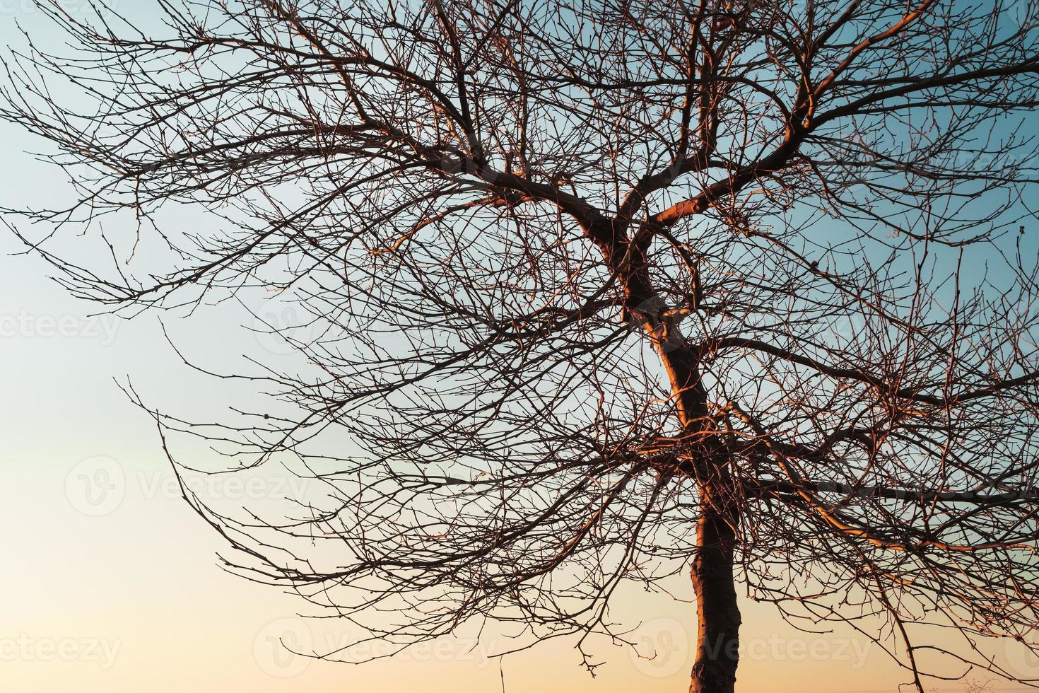 ramos sem folhas de uma árvore graciosa no contexto de um céu azul por do sol. foto