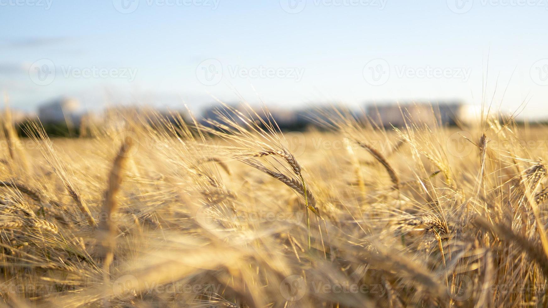 espigas de trigo maduras closeup fundo de campo de verão com céu azul foto