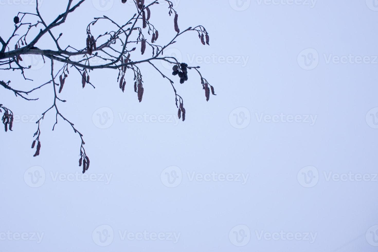 primavera na floresta com brotos de árvores de amieiro e galhos no fundo do céu azul brilhante. foto