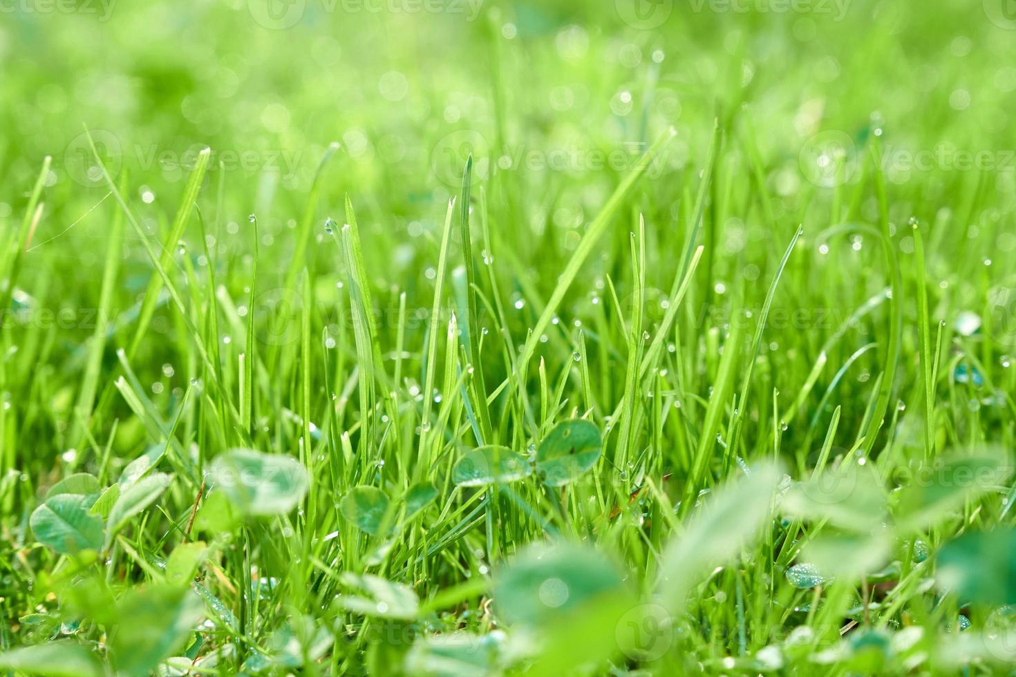 fundo verde natural de lâminas de grama com gotas de orvalho. foto