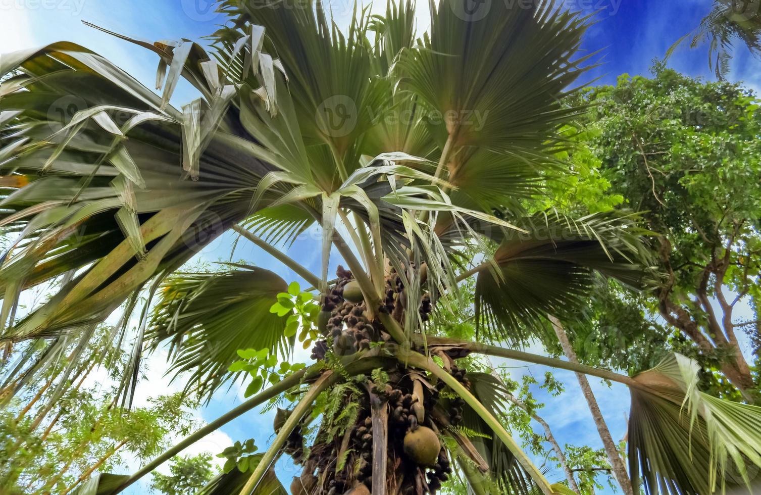 belas palmeiras na praia de areia branca nas ilhas paradisíacas seychelles foto