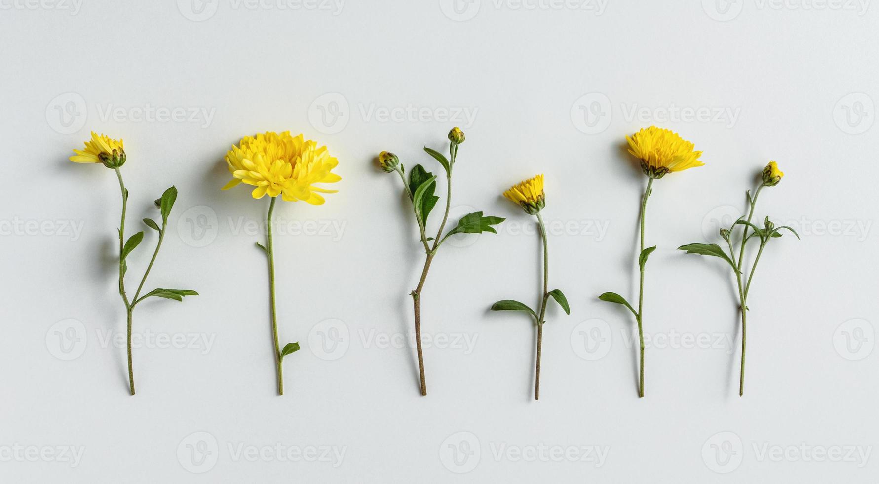 flores de crisântemo amarelo em uma fileira no fundo branco, configuração plana floral para desenhos de cartazes de saudação foto