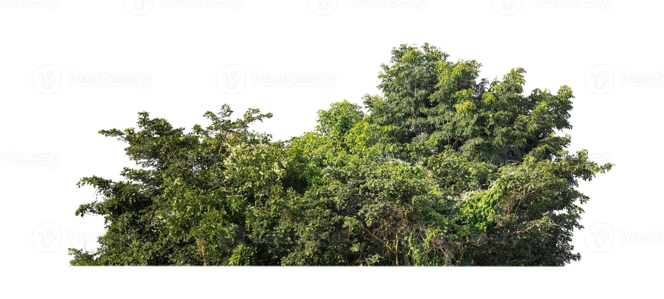 floresta e folhagem no verão isolado no fundo branco foto