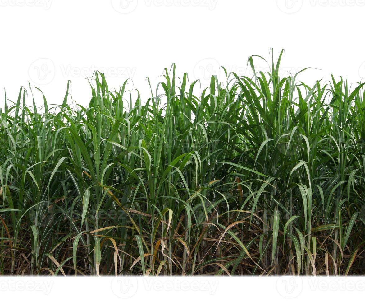 cana-de-açúcar isolada no fundo branco e traçado de recorte foto