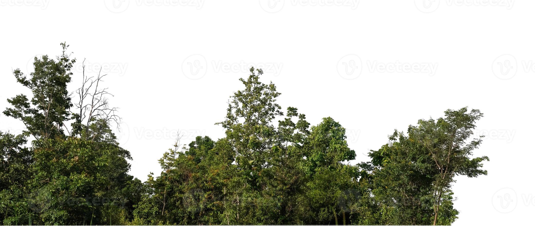 floresta e folhagem no verão para impressão e páginas da web isoladas em fundo branco foto