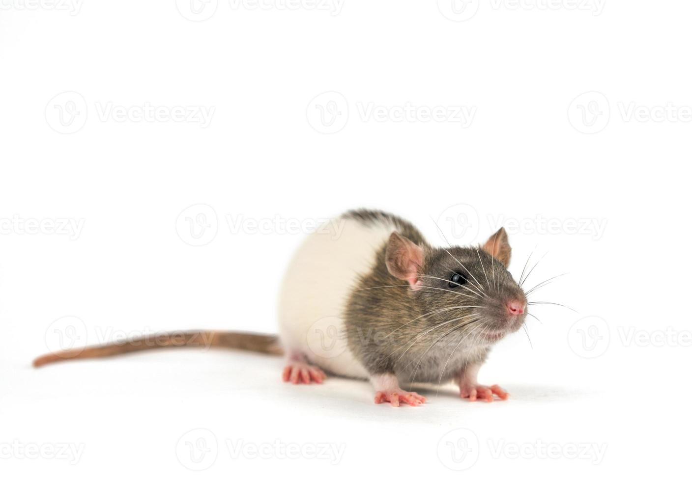 retrato de um rato de estimação em um fundo branco é isolado foto