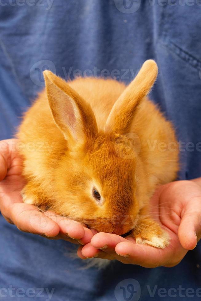 coelho vermelho bonito sentado em suas mãos. foto