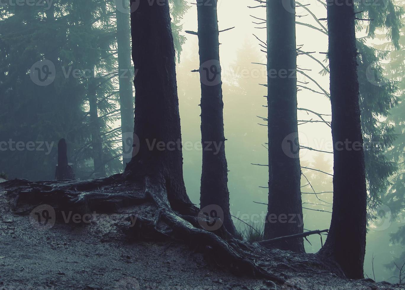 nevoeiro na floresta foto