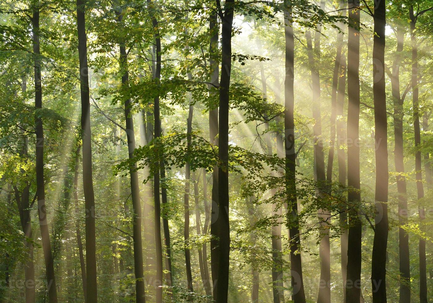 árvores da floresta foto