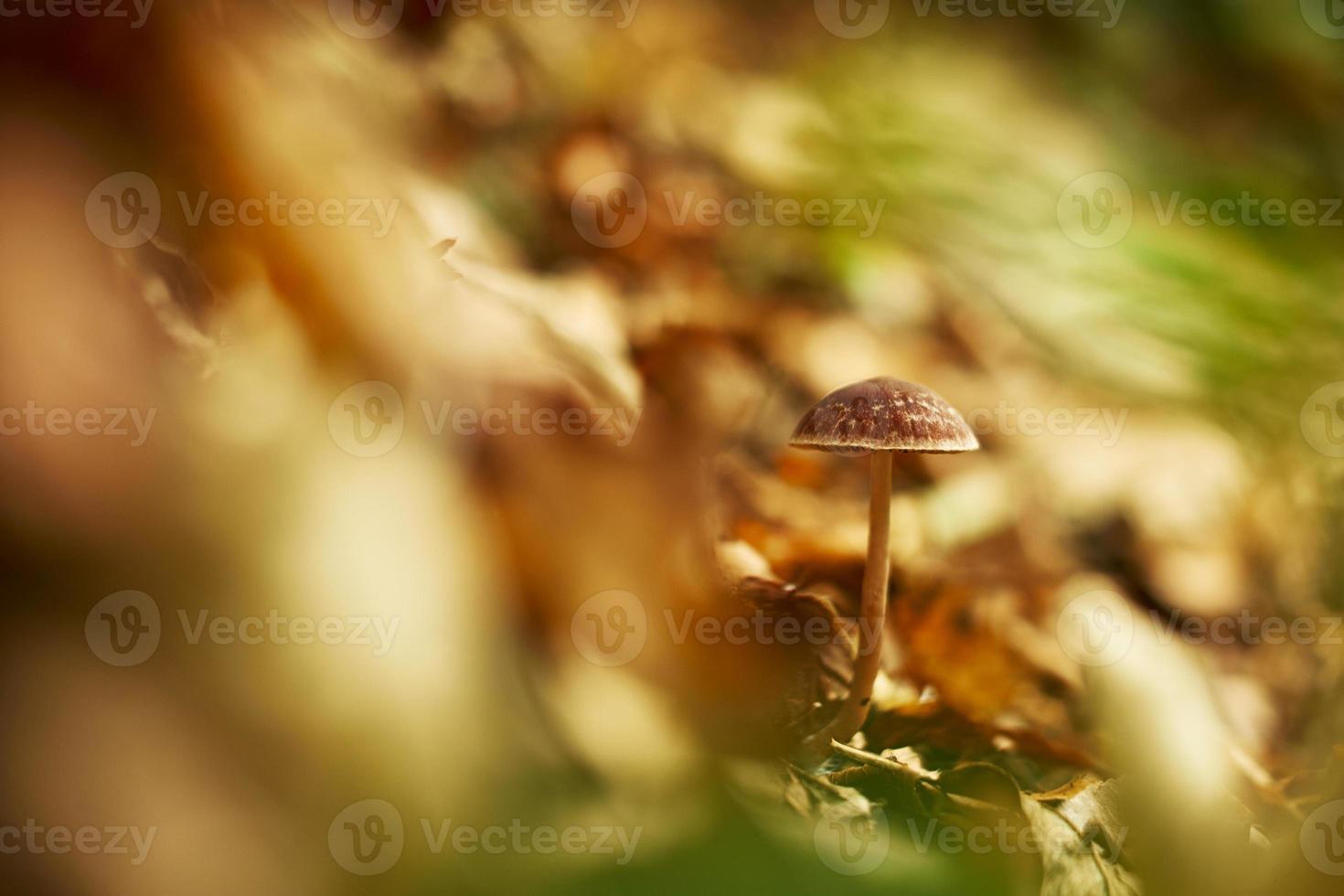 cogumelos na floresta de outono foto
