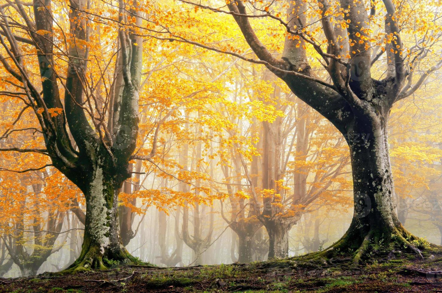 floresta mágica no outono foto
