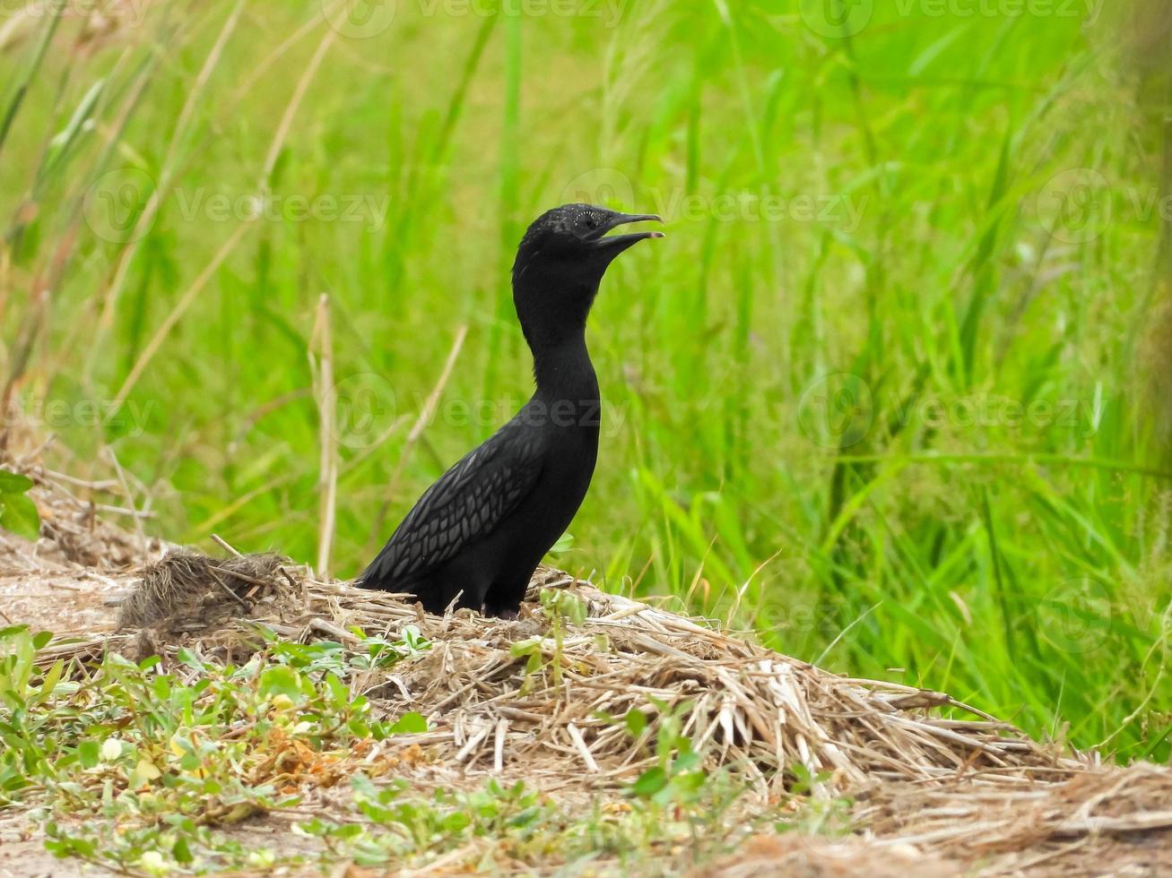 pequeno cormorão no campo foto