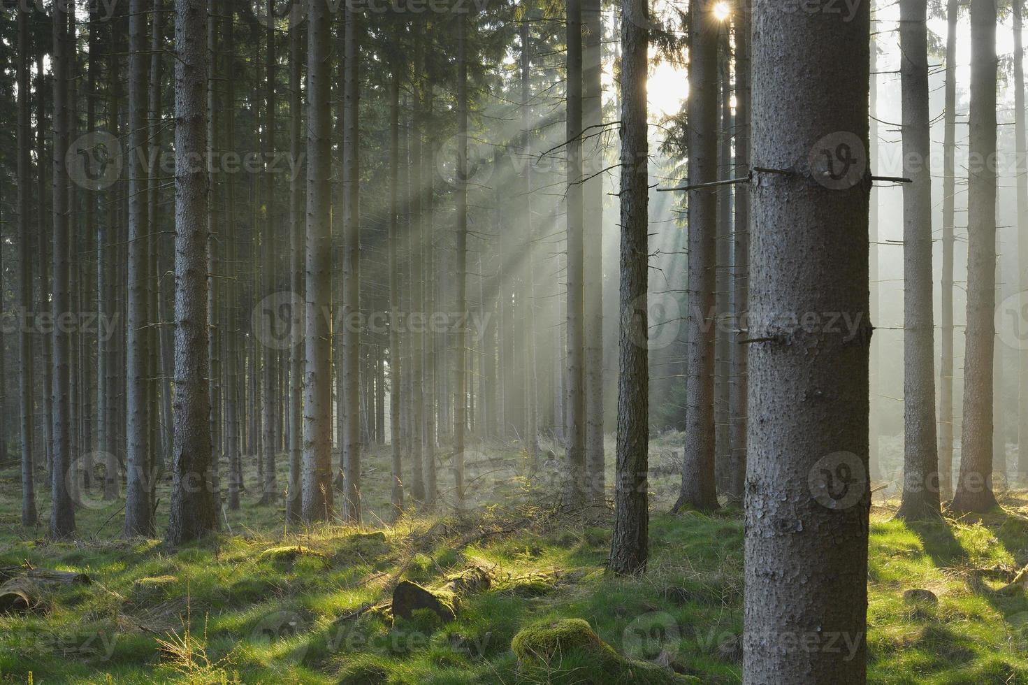raios de sol na floresta de abetos naturais foto