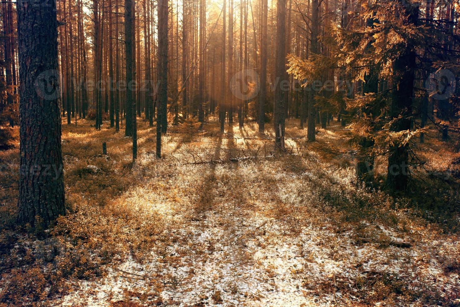 sol, a primeira floresta de neve foto