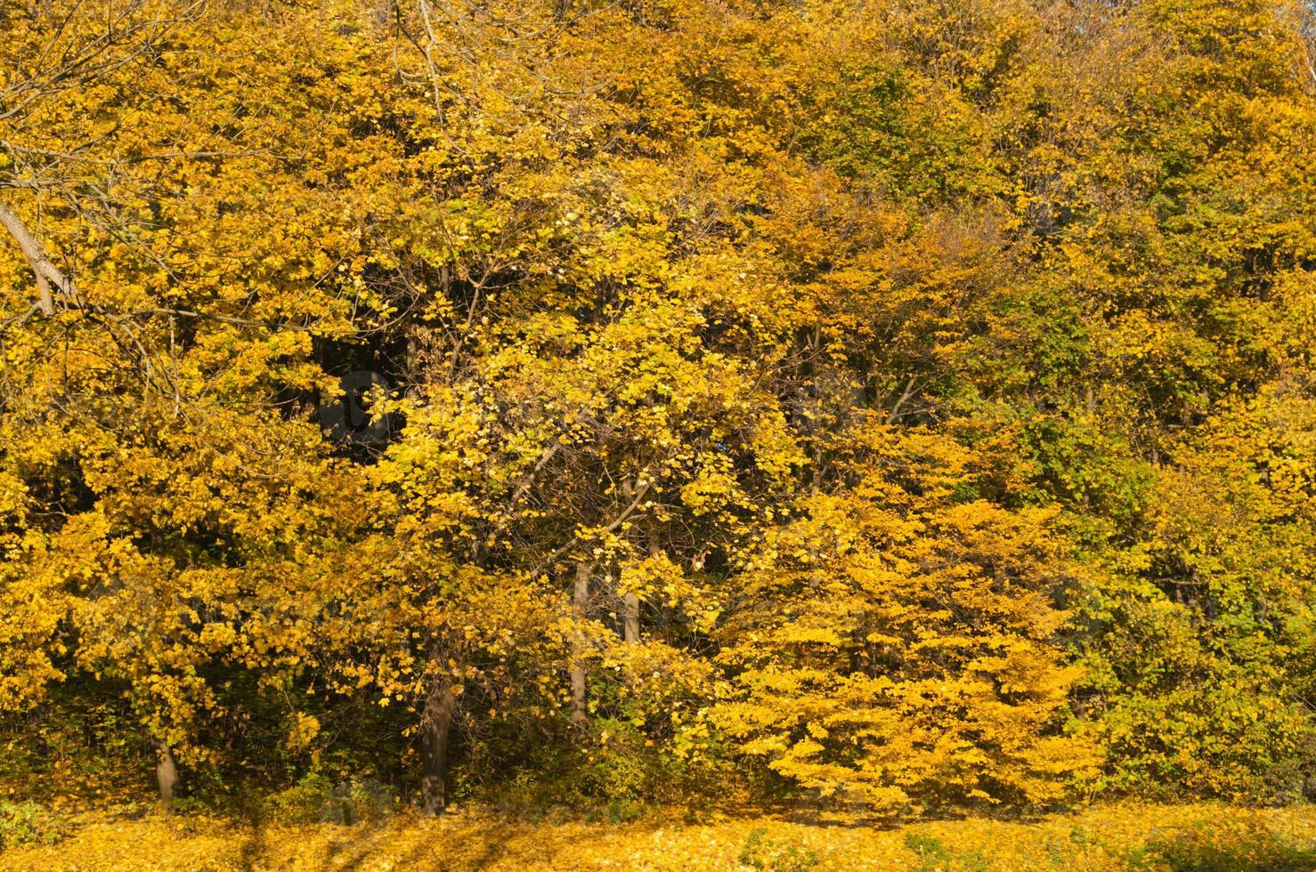 cena de árvores da floresta dourada foto