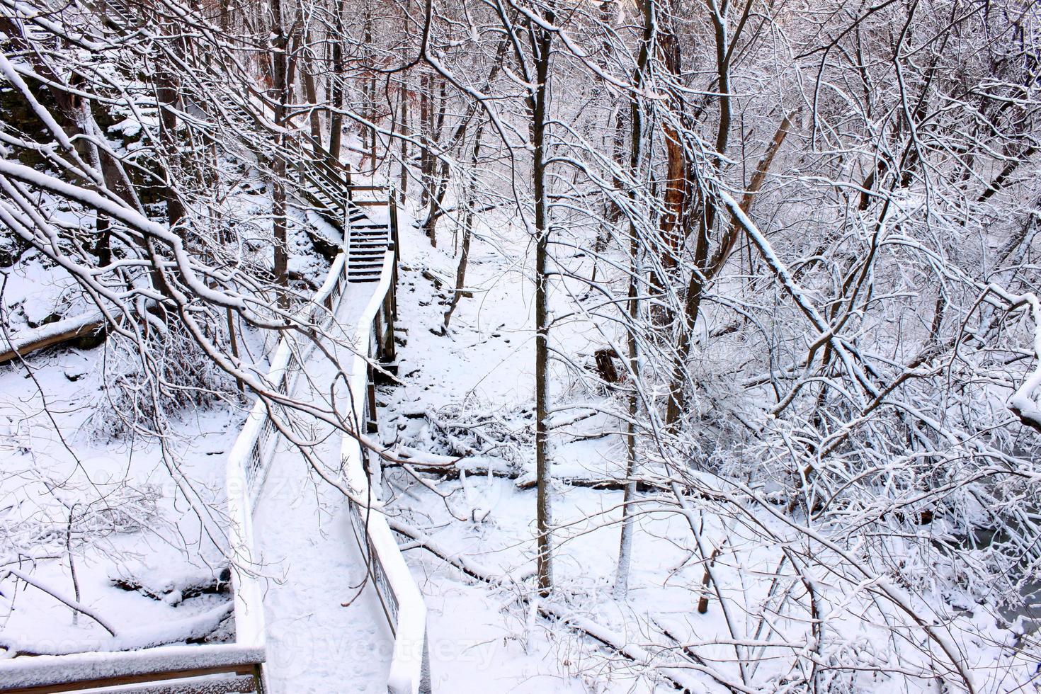 cenário de floresta nevada Illinois foto
