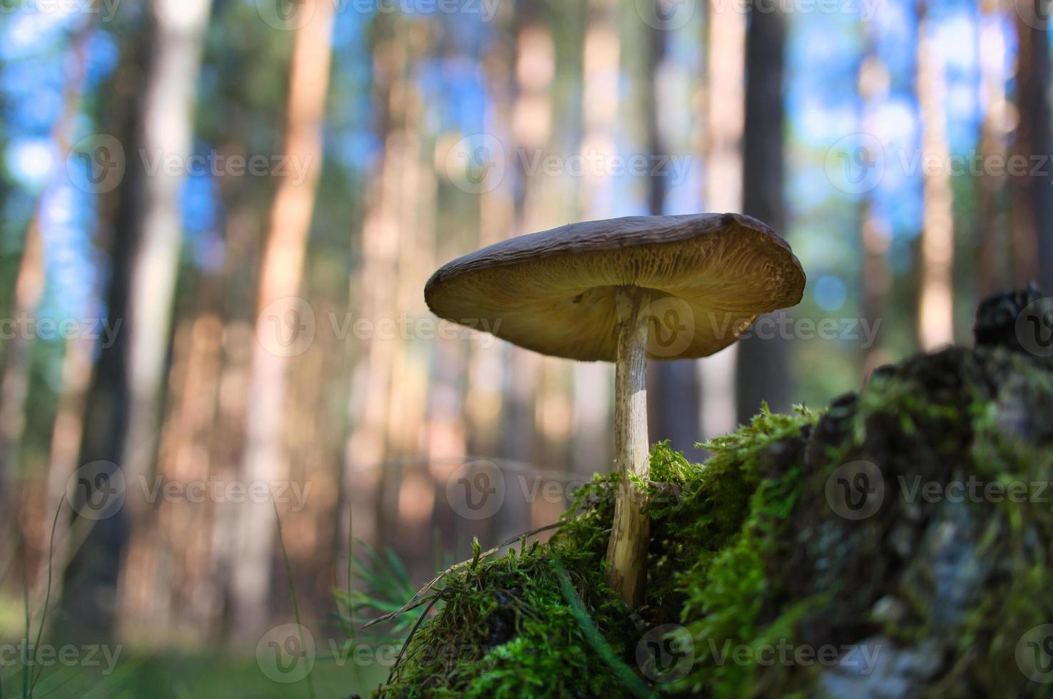 um pequeno cogumelo de filigrana no chão da floresta em luz suave. natureza de tiro macro foto