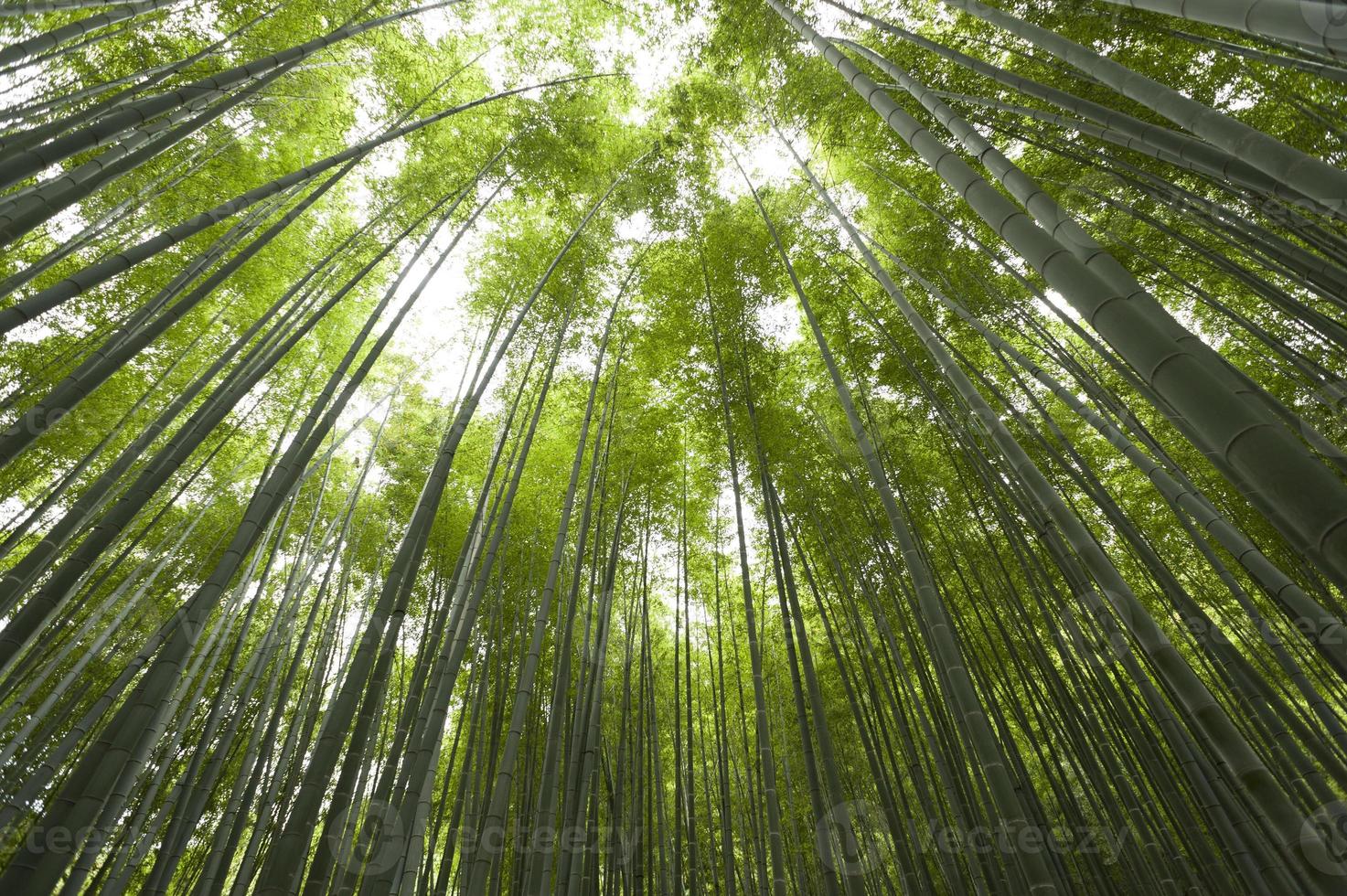vistas da floresta de bambu foto