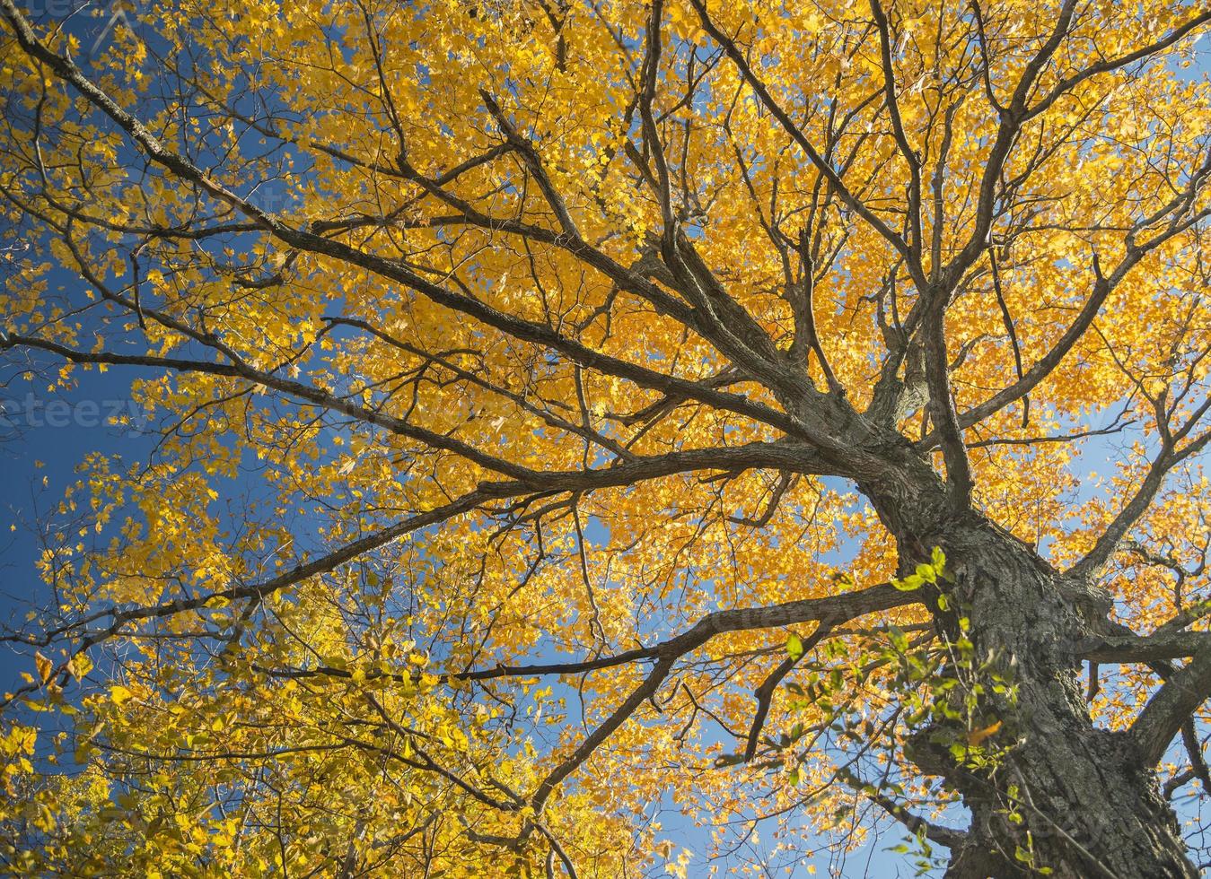 floresta nas cores do outono no outono foto