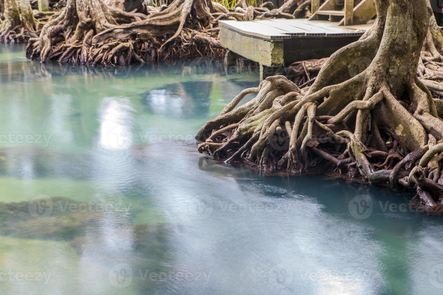 canal esmeralda cristalino incrível com floresta de mangue foto