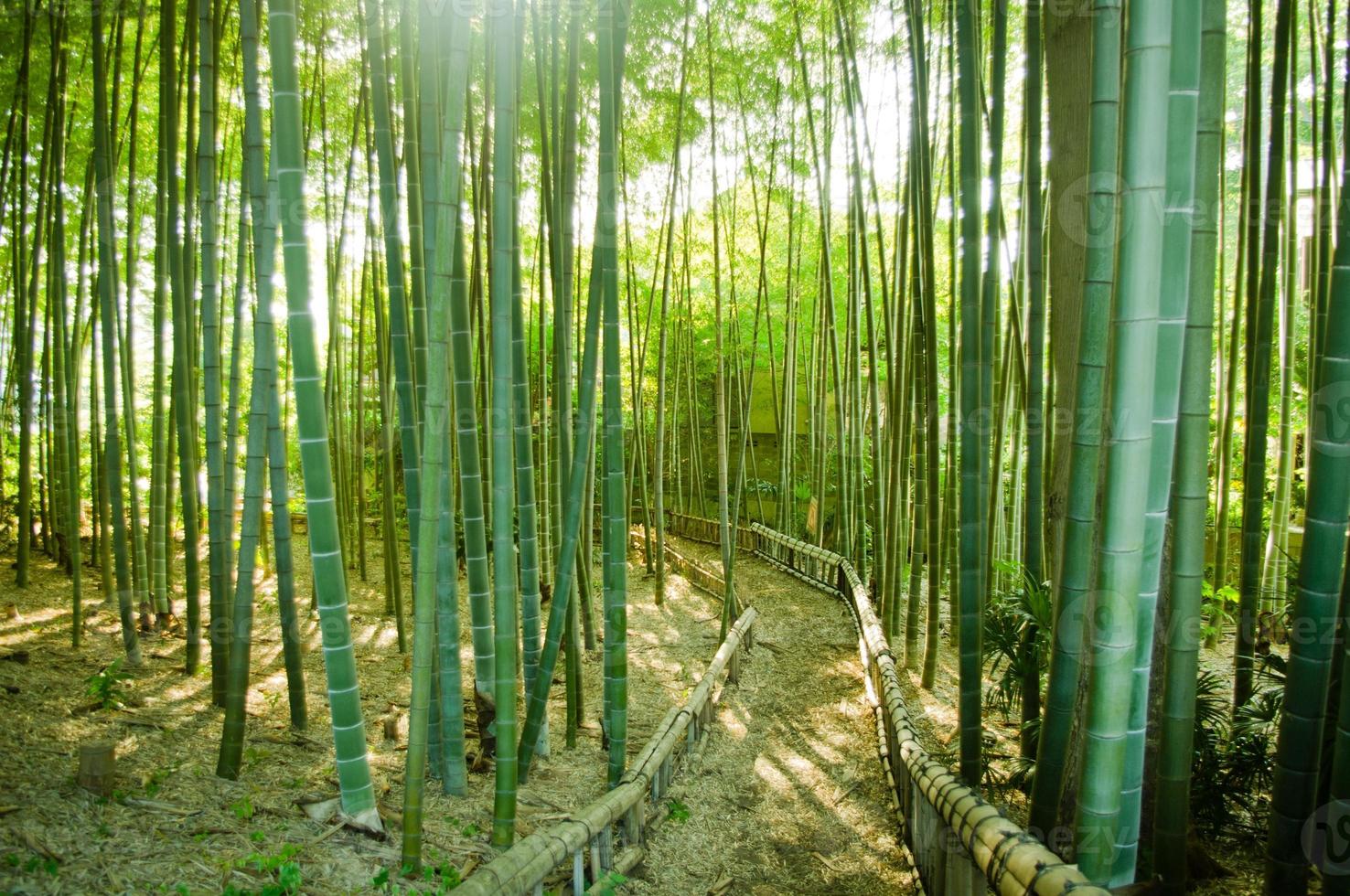 caminho da floresta de bambu foto