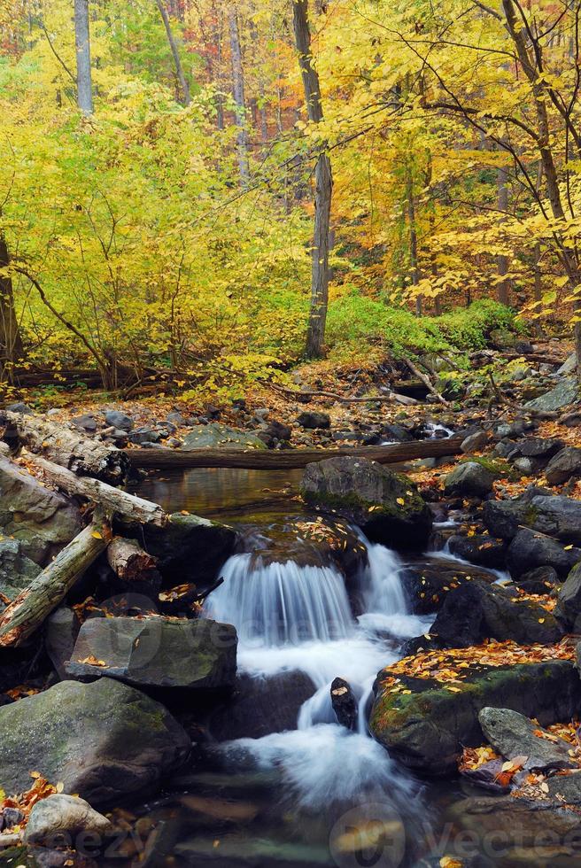 riacho de outono na floresta foto