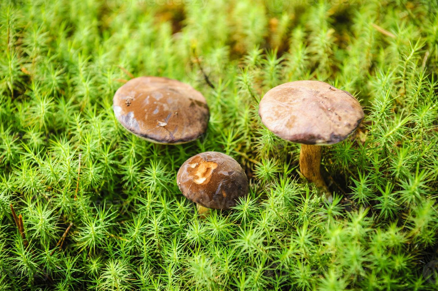 cogumelo comestível da floresta no musgo - horizontal foto