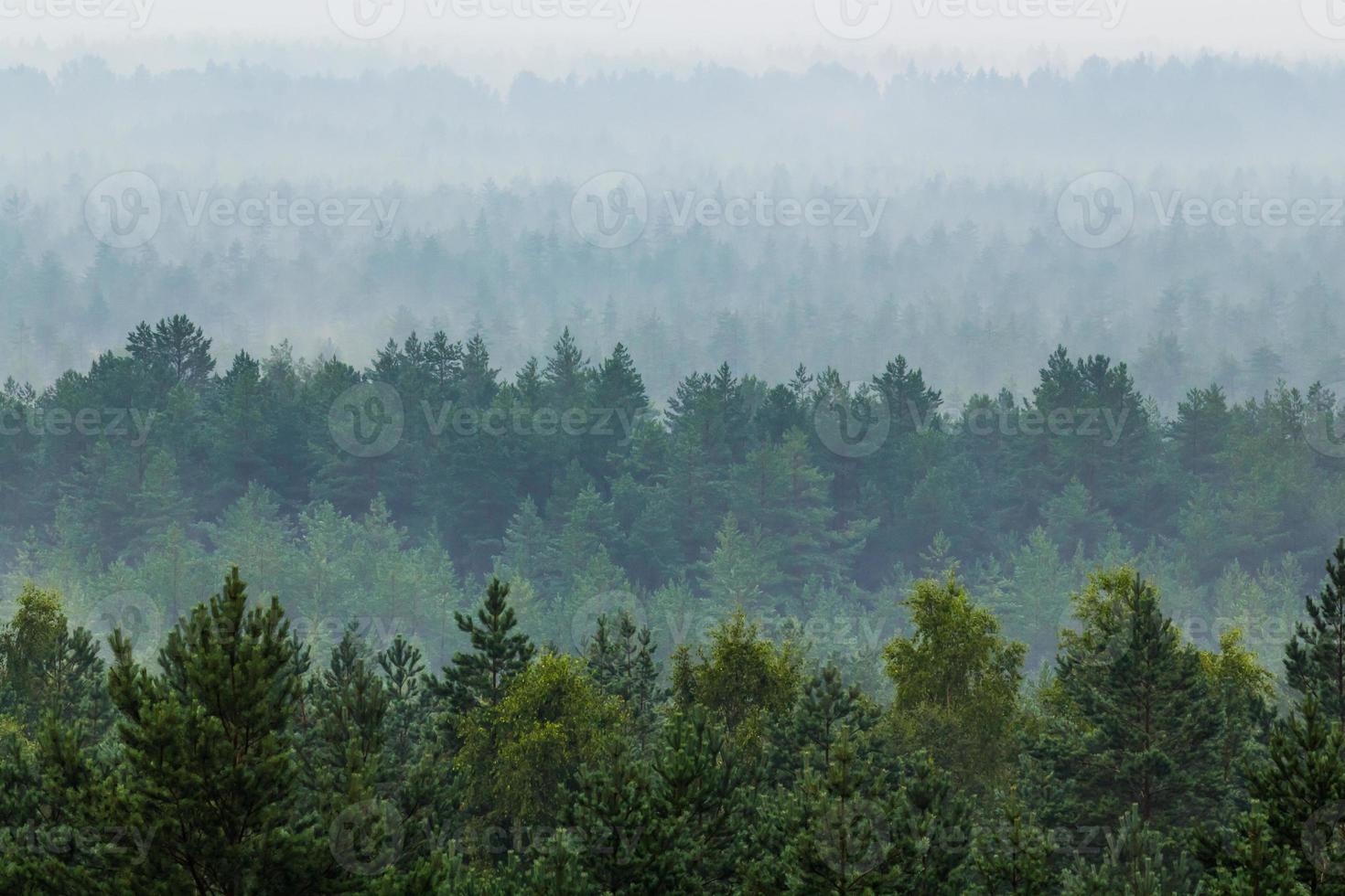 névoa sobre a floresta foto