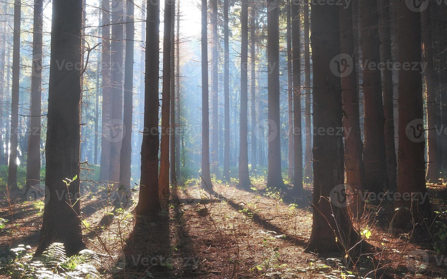 floresta de pinheiros de outono pela manhã foto