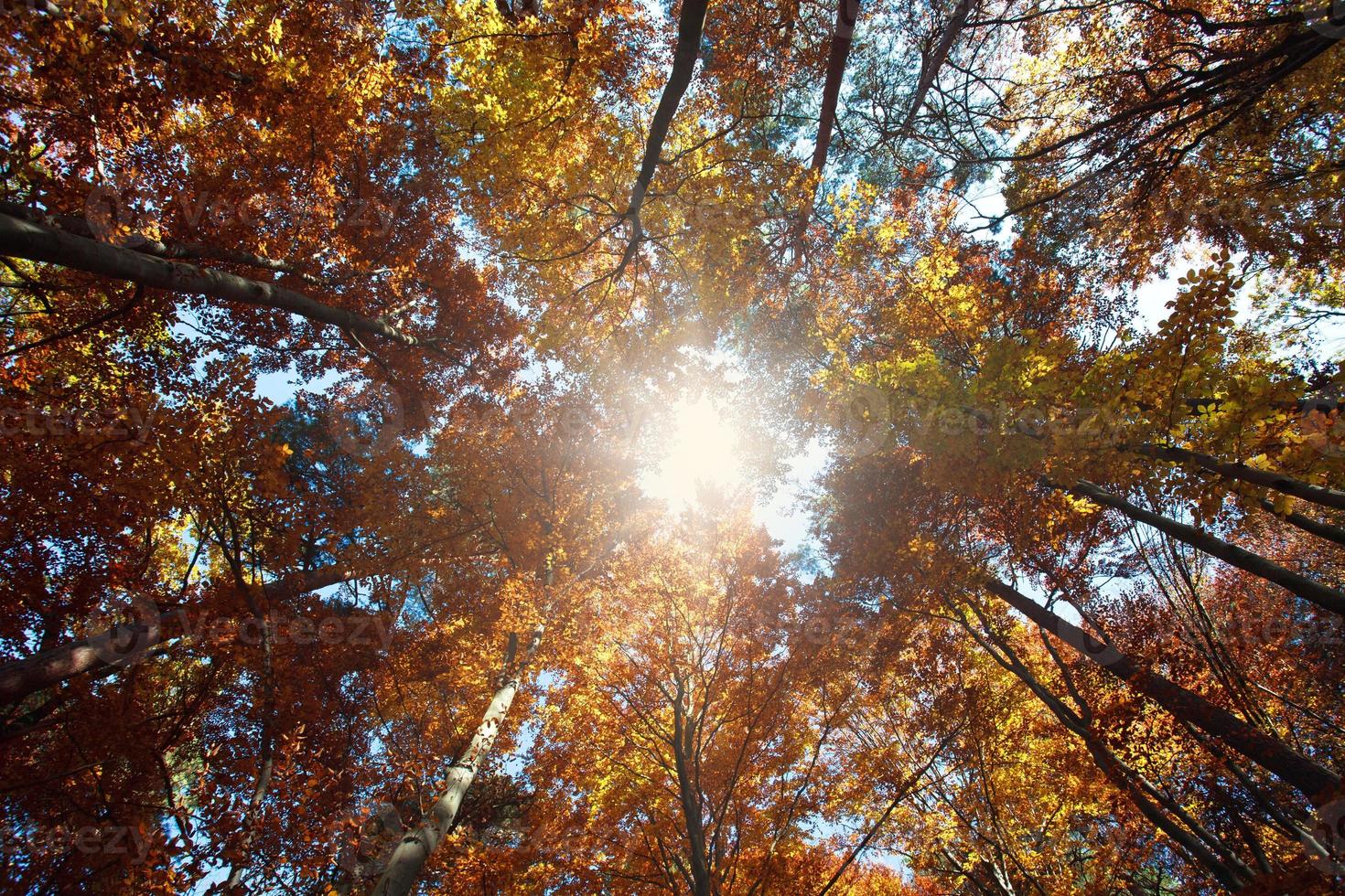 natureza fundo colorido floresta de outono foto