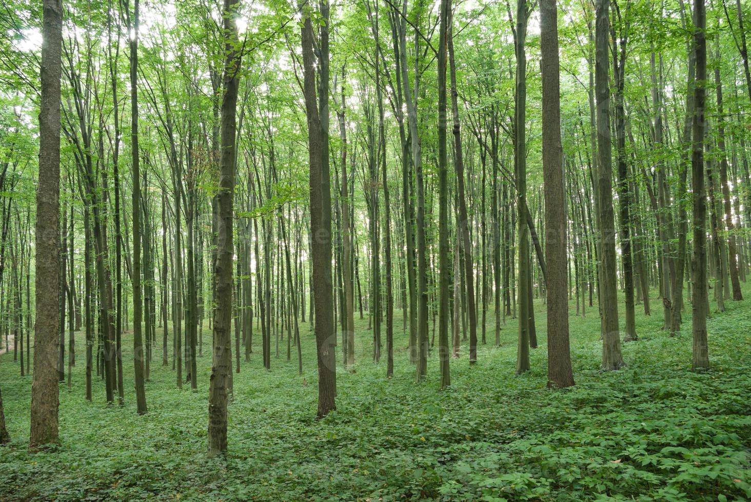 árvores delgadas em verde floresta jovem foto