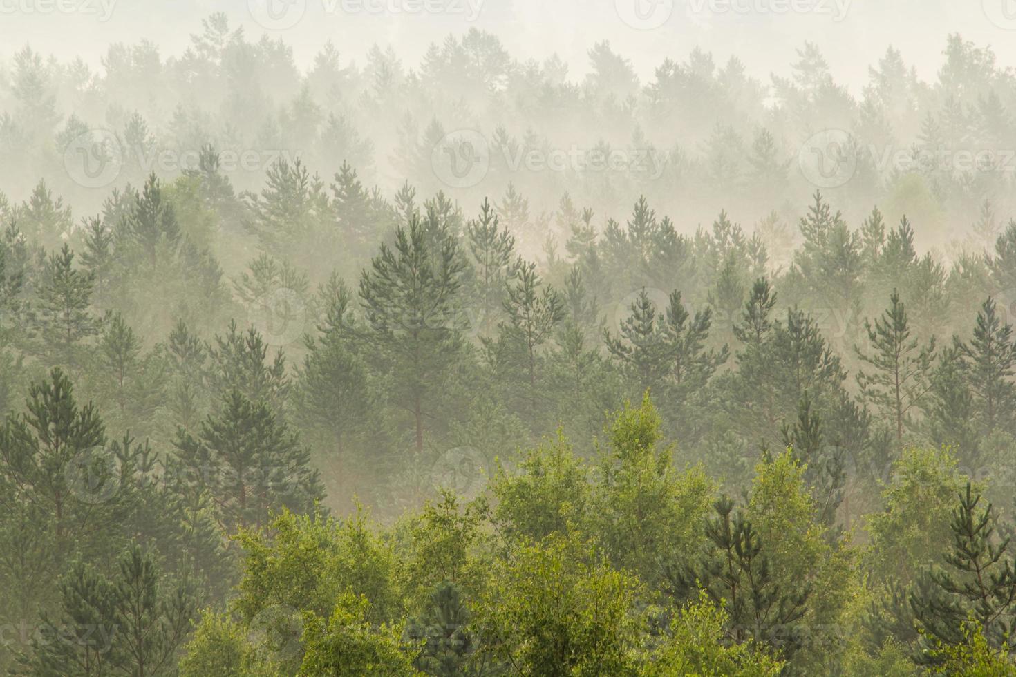névoa sobre a floresta foto