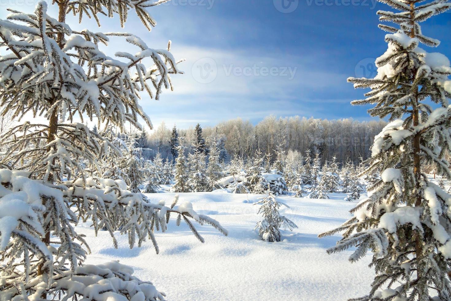 paisagem de inverno com a floresta e o céu azul foto